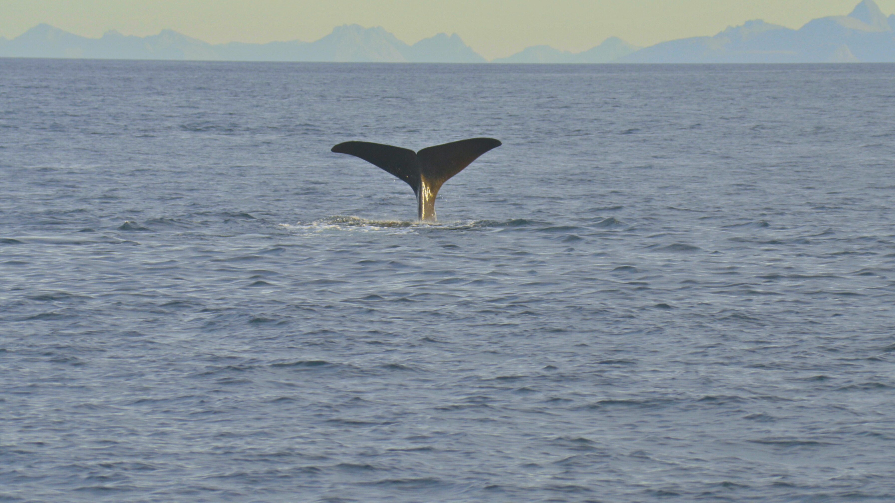 Whale Safari - What To Expect